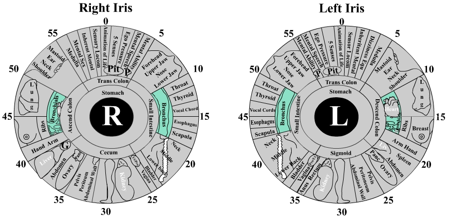 bronchus