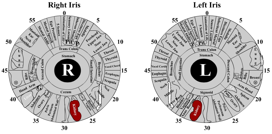 kidney